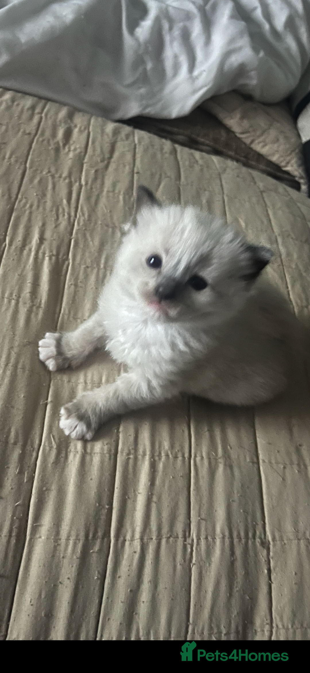 Ragdoll cats for sale: Gorgeous ragdoll kittens - Image 3