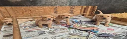 Labrador Retriever dogs for sale: Stunning red/golden labrador puppies - Advert 24