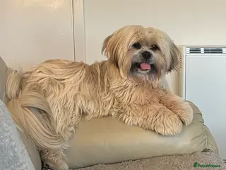 Lhasa Apso dogs Buddie - Advert 2