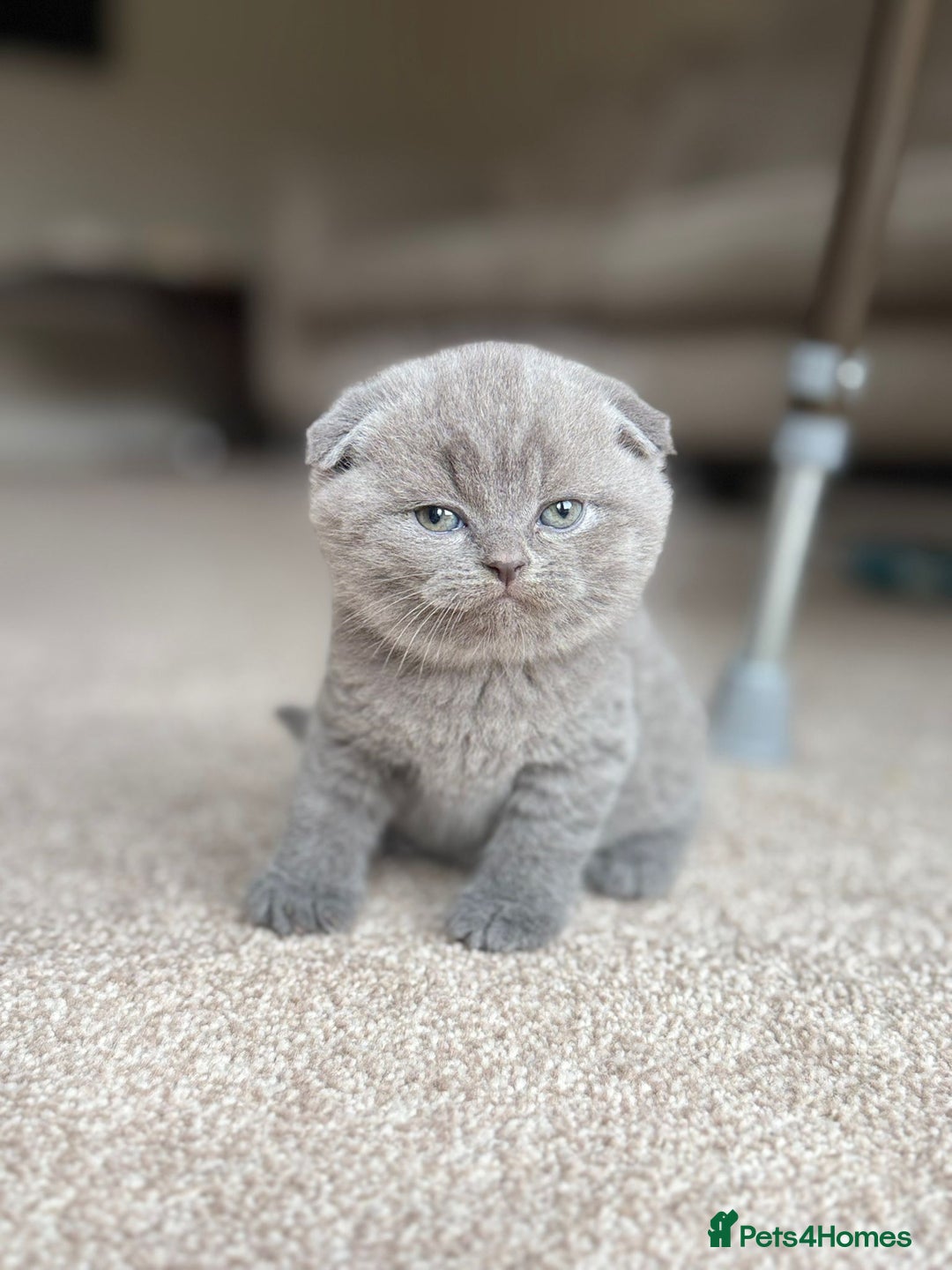 Scottish Fold cats for sale: 3 beautiful female scottish fold & straights 😍🎀 - Advert 8