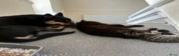 Mixed Breed dogs for sale: Kelpie x Border Collie 11 Month Old Puppy Rehome  - Advert 14