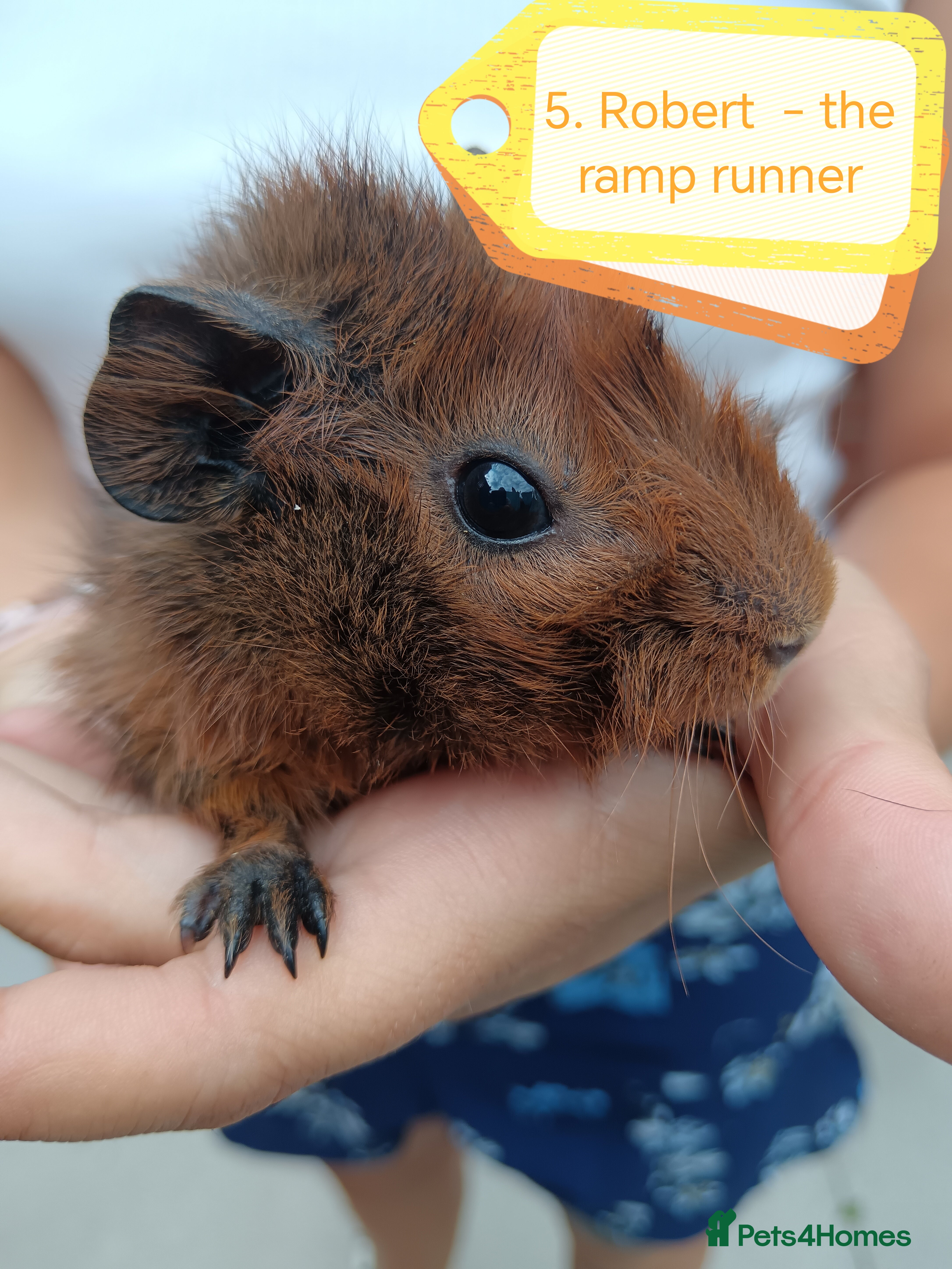 Guinea Pig rodents ♥️ Beautiful Abyssinian boy guinea pigs ♥️ - Advert 20