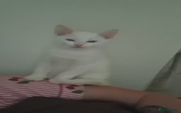 British Shorthair cats for sale: Male White Kitten - Image 4