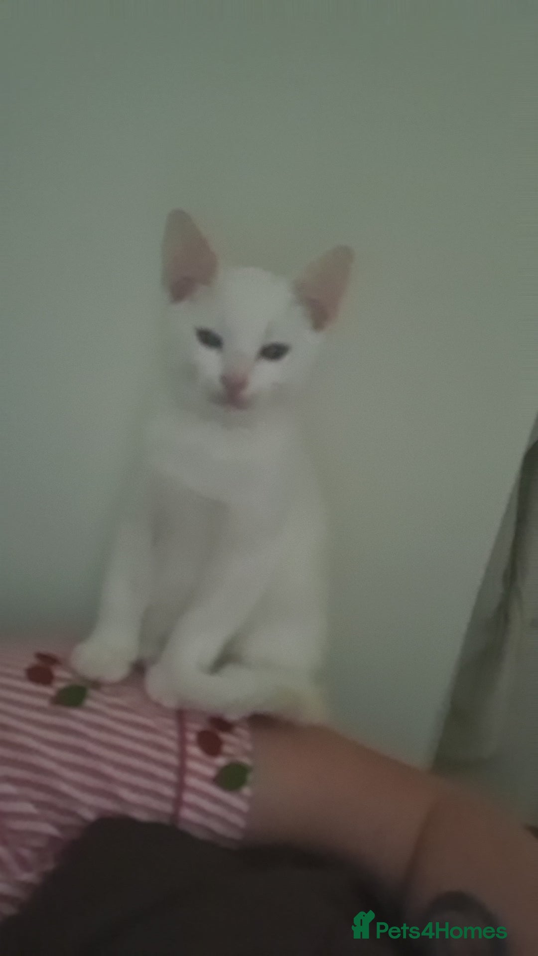 British Shorthair cats for sale: Male White Kitten - Image 4