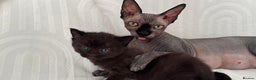 Sphynx cats for sale: ADORABLE KITTENS AVAILABLE - Advert 1