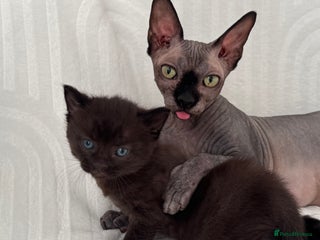 Sphynx cats ADORABLE KITTENS AVAILABLE - Advert 3