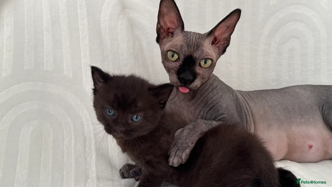 Sphynx cats for sale: ADORABLE KITTENS AVAILABLE - Advert 1