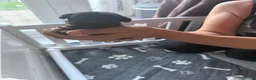 Jack Russell dogs for sale: 5 beautiful Jack Russell Puppies  - Advert 4