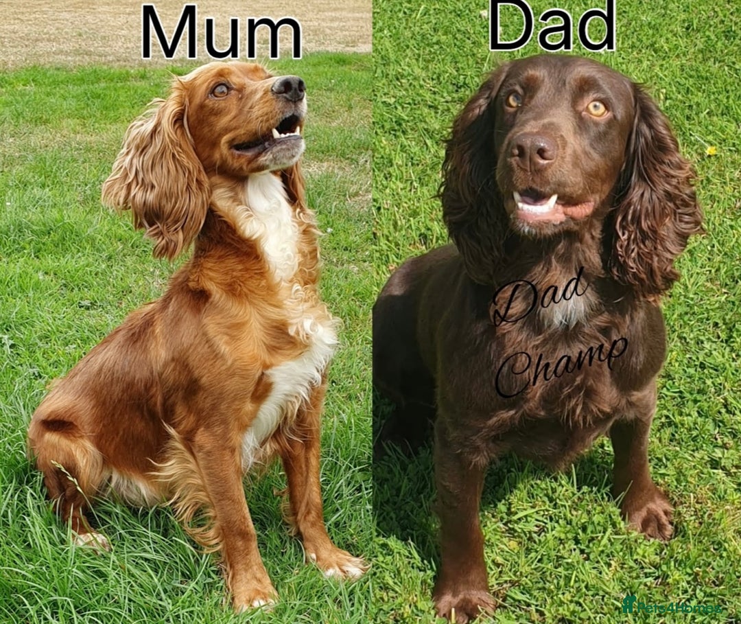 Cocker Spaniel dogs for sale: KC Health Tested Working Cocker Spaniels - Advert 6