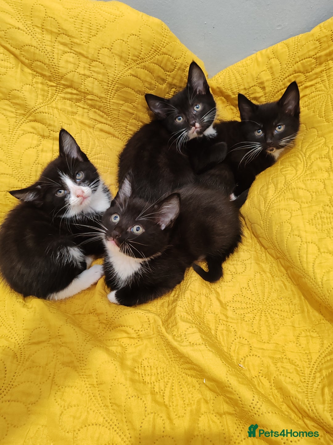 Mixed Breed cats for sale: Beautiful kittens VIDEOS - Image 17