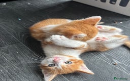 Mixed Breed cats for sale: Adorable fluffy friendly kittens for sale - Image 4