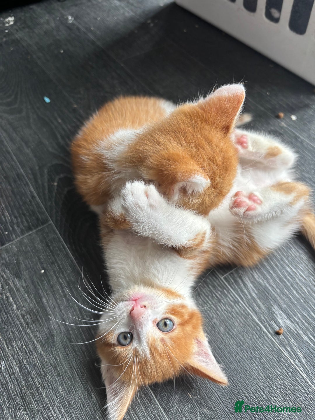Mixed Breed cats for sale: Adorable fluffy friendly kittens for sale - Image 4