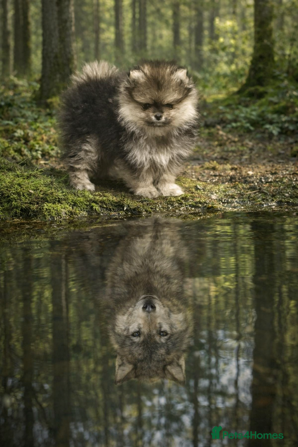 Pomeranian dogs Stuning Rare Colour Pomeranian Boy - Wolf Sable  - Advert 4