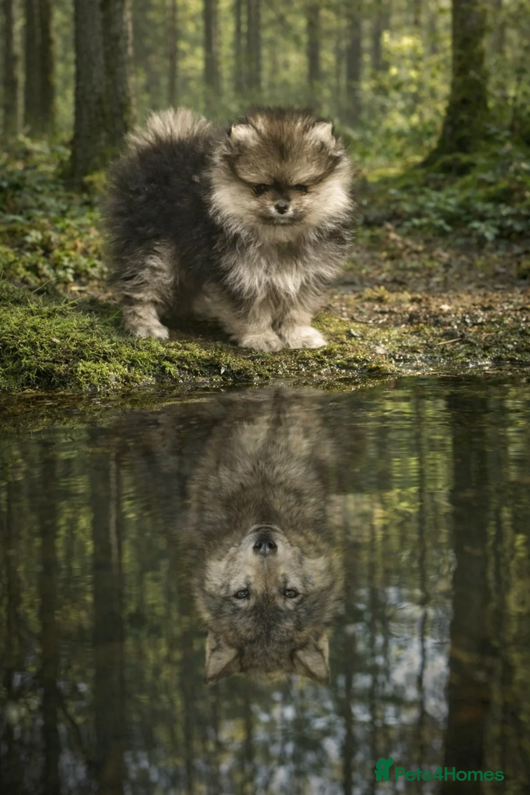 Pomeranian dogs for sale: Stuning Rare Colour Pomeranian Boy - Wolf Sable  - Advert 1