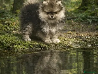 Pomeranian dogs Stuning Rare Colour Pomeranian Boy - Wolf Sable - Advert 6