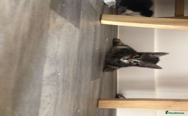 Mixed Breed cats for sale - Advert 2