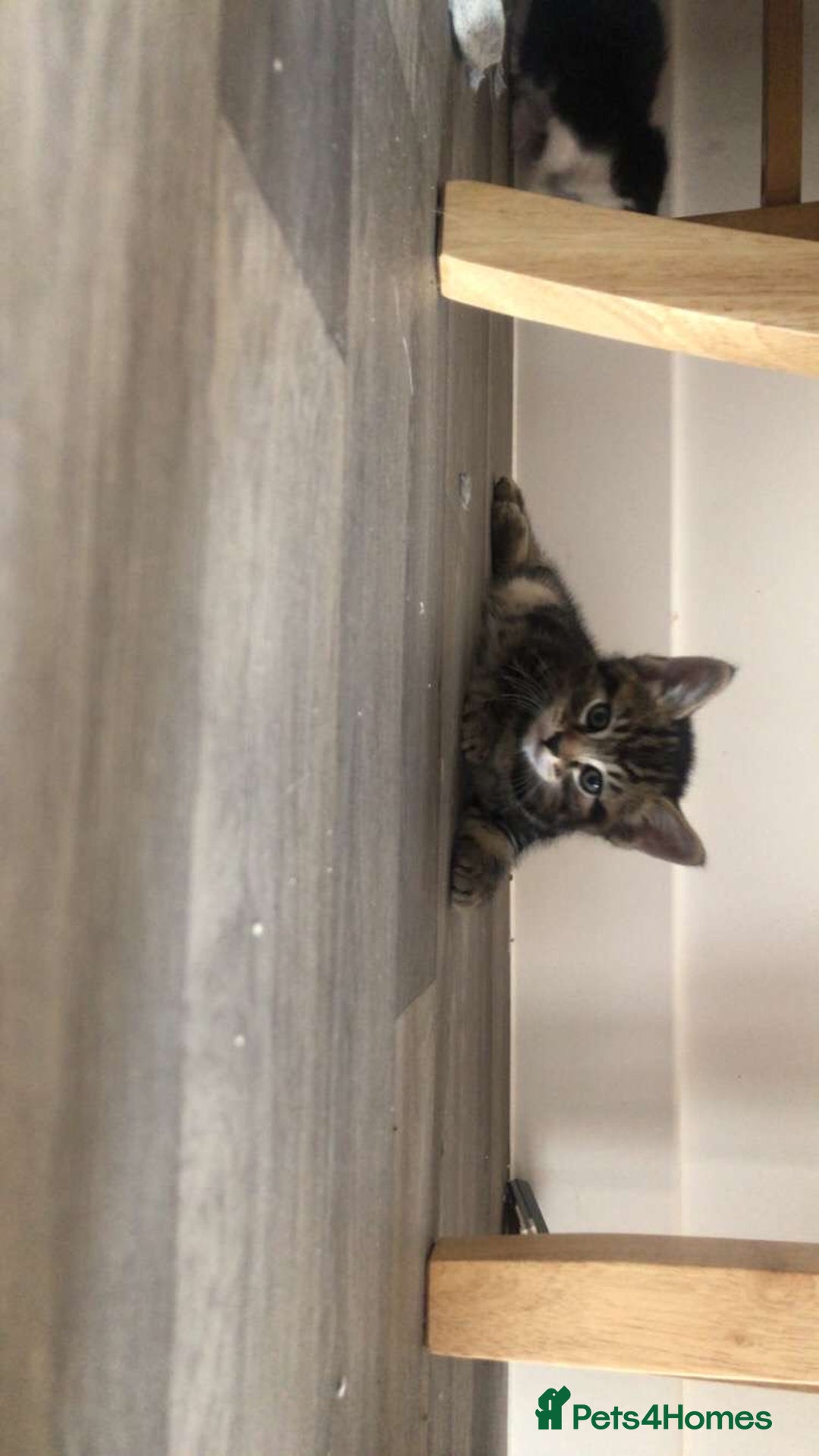 Mixed Breed cats for sale: Kittens for sale  - Image 1