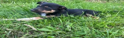 Mixed Breed dogs for sale: Beautiful bold puppies  - Advert 6