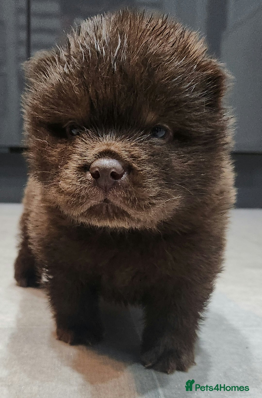 Chow Chow dogs for sale: Chow chow pedigree pups - Advert 5