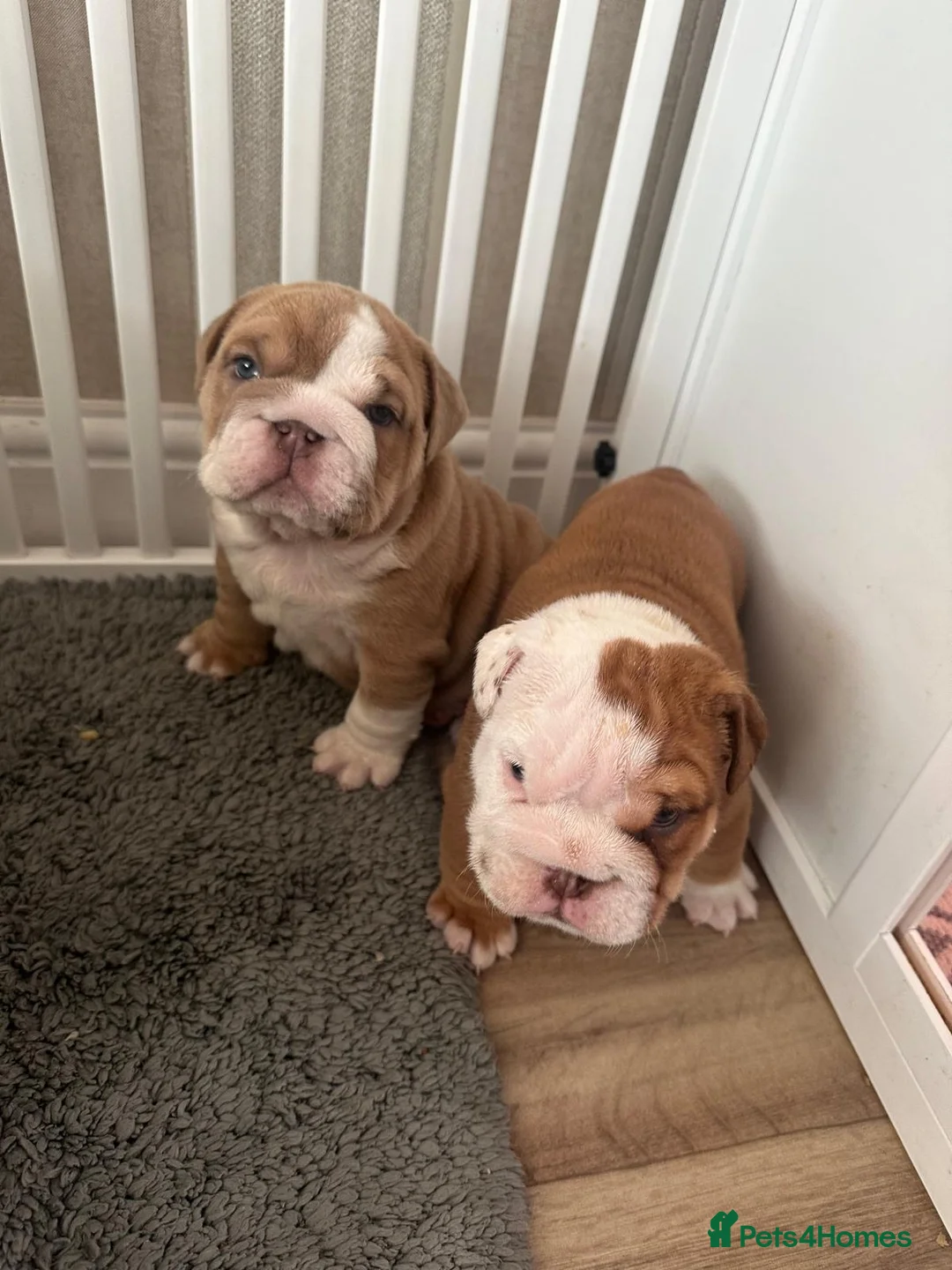 English Bulldog dogs for stud: English bulldog stud - KC registered in Wickford - Advert 11