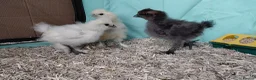 Chickens poultry for sale: Pure Silkie Chicks - Advert 3