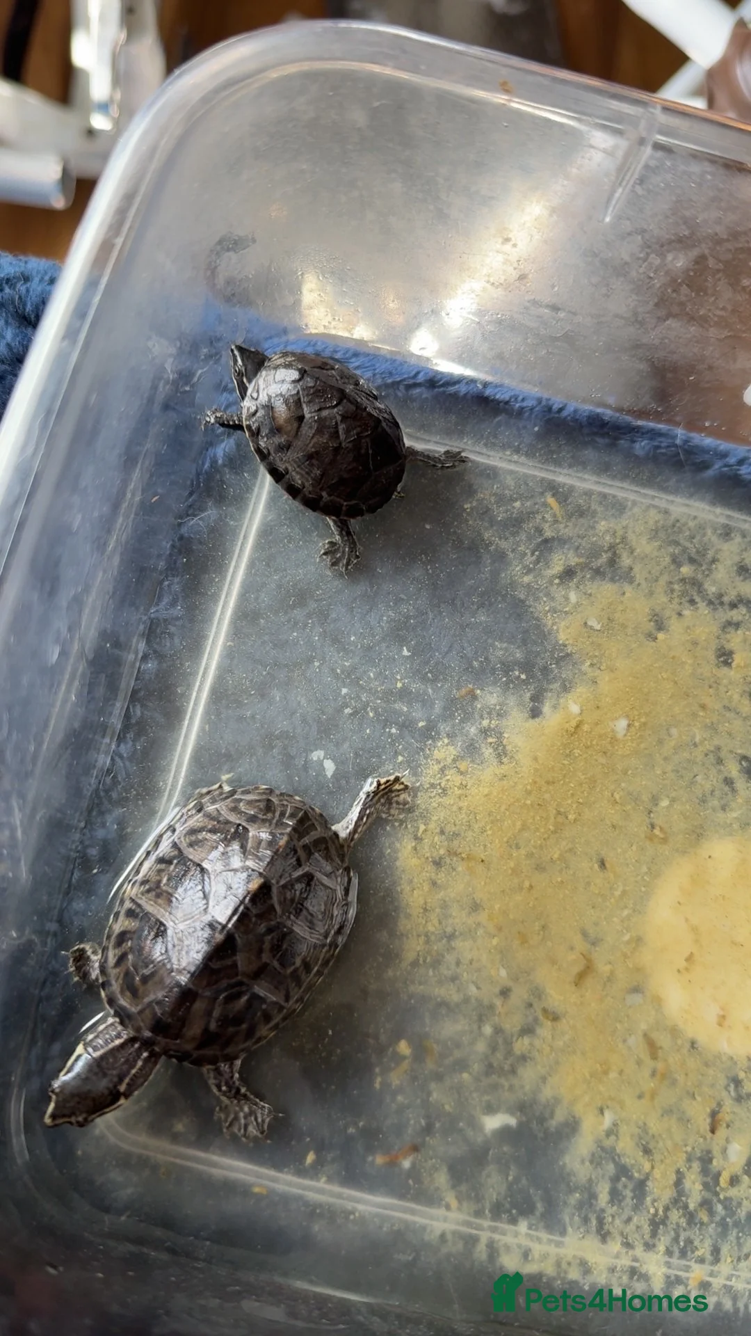 Turtle reptiles for sale: Musk turtles for sale  - Advert 2