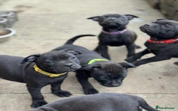 Staffordshire Bull Terrier dogs for sale: KC CHAMPION LINES STAFFORDSHIRE BULL TERRIER PUPS  - Image 12