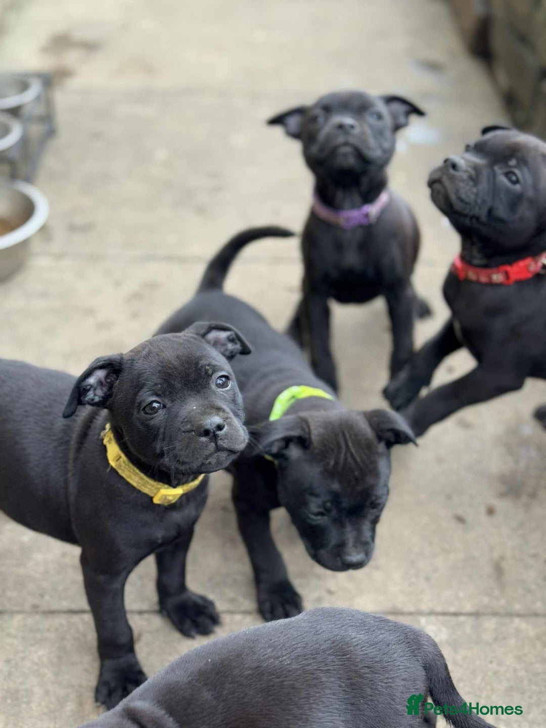Staffordshire Bull Terrier dogs for sale: KC CHAMPION LINES STAFFORDSHIRE BULL TERRIER PUPS  - Image 12