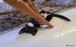 Mixed Breed cats for sale: 5 BEAUTIFUL KITTENS LOOKING NEW HOME  - Image 2