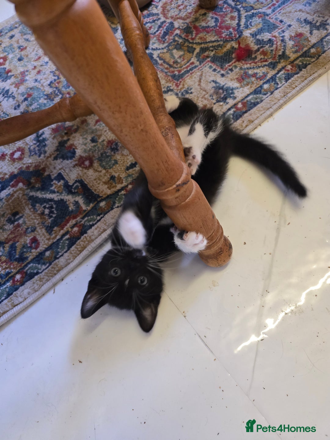 Mixed Breed cats for sale: 5 BEAUTIFUL KITTENS LOOKING NEW HOME  - Image 2