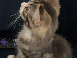 Mixed Breed cats for sale: Adorable 3 m/o kitten looking for a loving home - Advert 1