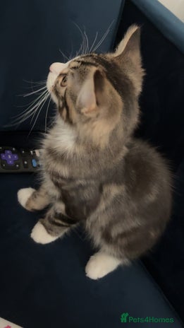 Mixed Breed cats Adorable 3 m/o kitten looking for a loving home - Advert 13