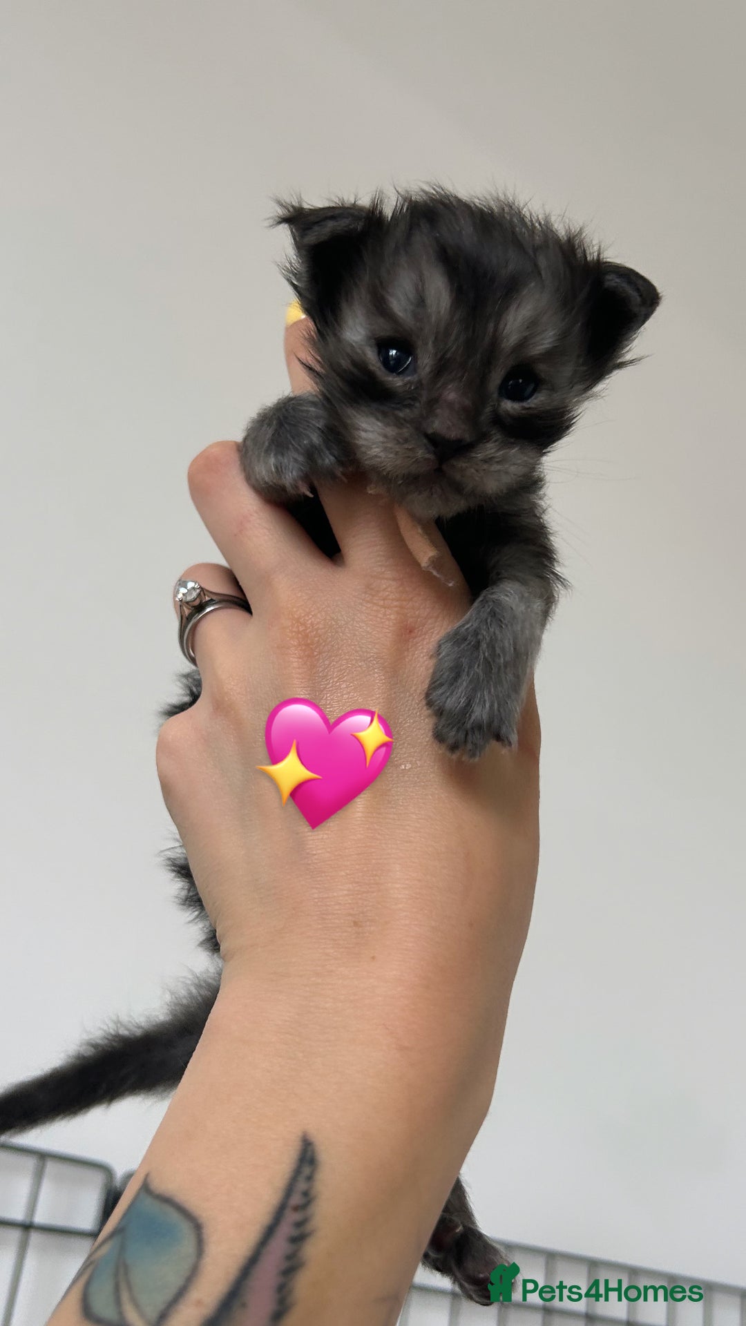 Maine Coon cats for sale: Black smoke mainecoon kittens - Image 5