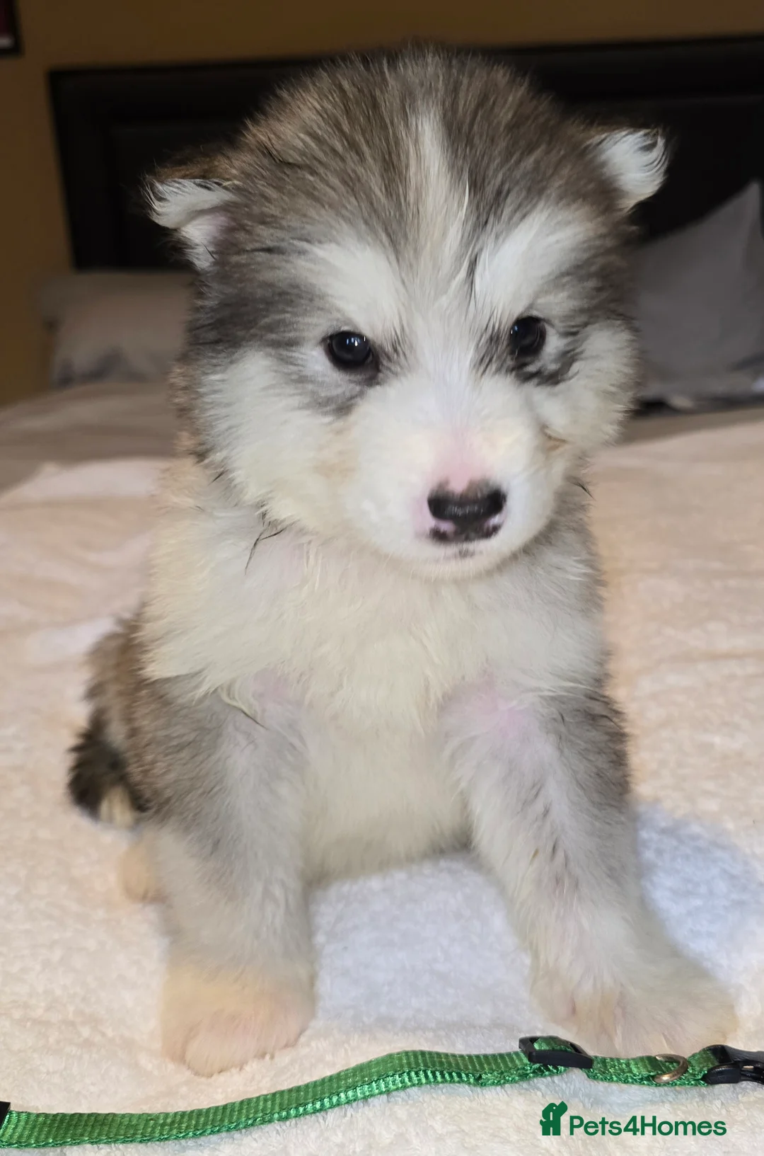Set Da 4 Sottobicchieri Con Alaskan Malamute E Husky, Quadrati 9,5 Cm, Finitura Lucida Con Retro In Sughero, Regalo Amanti Cani