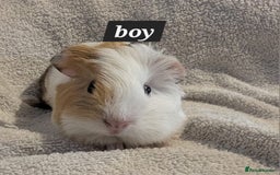 Guinea Pig rodents for sale: Baby sheltie and texel guineapigs  - Advert 11