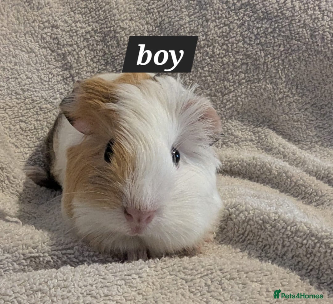 Guinea Pig rodents for sale: Baby sheltie and texel guineapigs  - Advert 11