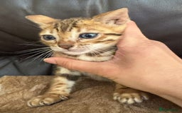 Bengal cats for sale: Pure SBT Charcoal Silver Bengal Kittens  - Image 9