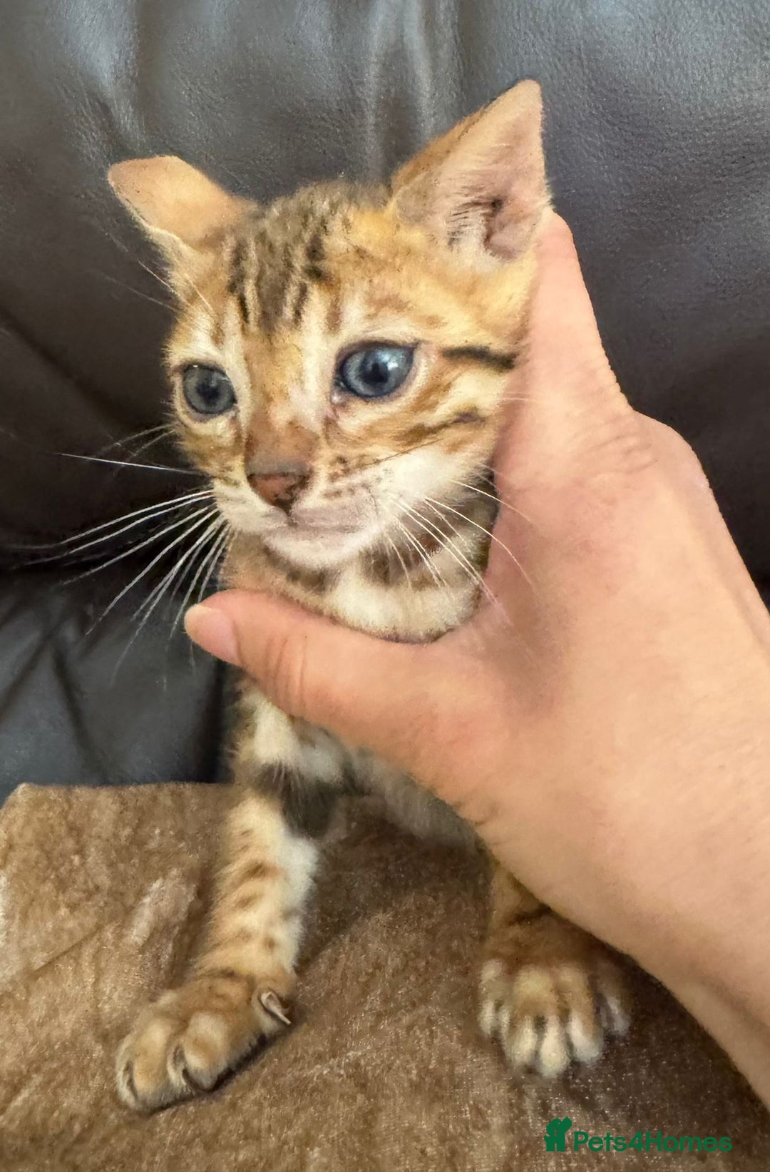Bengal cats for sale: Pure SBT Charcoal Silver Bengal Kittens  - Image 9
