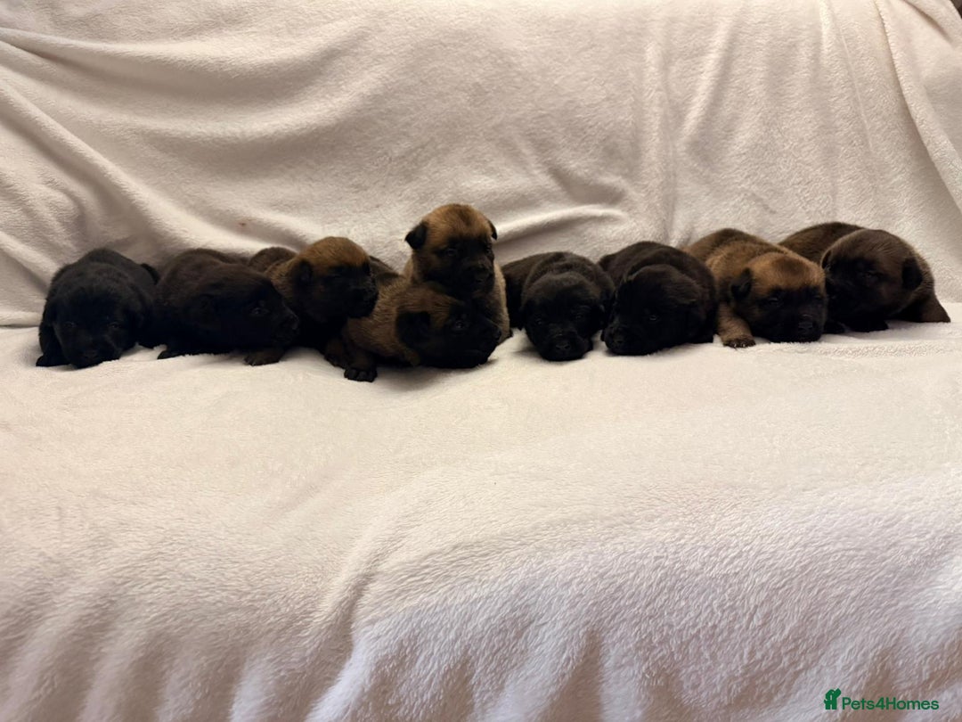 Belgian Shepherd Dog dogs for sale: Top working bloodline belgian malinois puppies - Advert 5