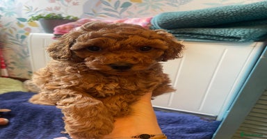 Toy Poodle dogs - Advert 13