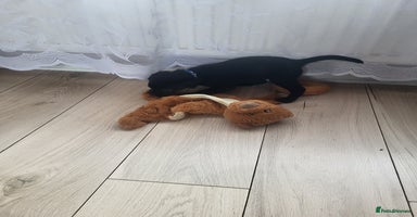 Labrador Retriever dogs KC registered champion blood line puppies - Advert 5