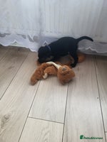 Labrador Retriever dogs KC registered champion blood line puppies - Advert 8