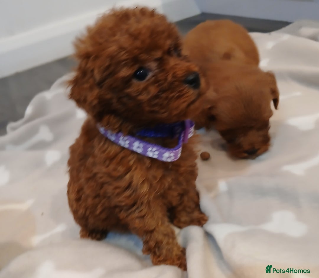 Cockapoo dogs for sale: Stunning red F1B cockapoo puppies  - Advert 8