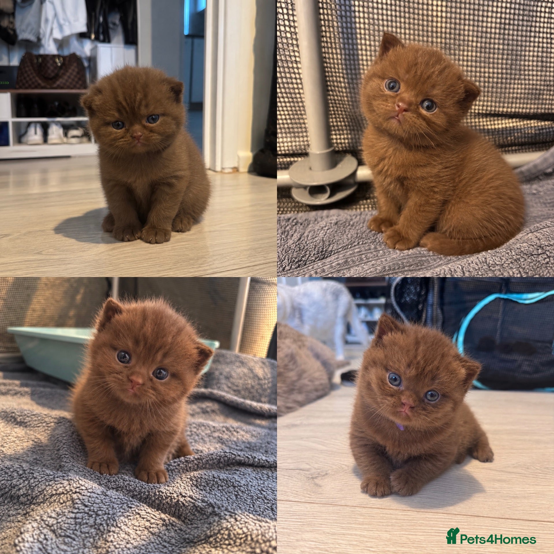 British Shorthair cats 🍫Beautiful Chocolate British Shorthair Kittens🍫 - Advert 1