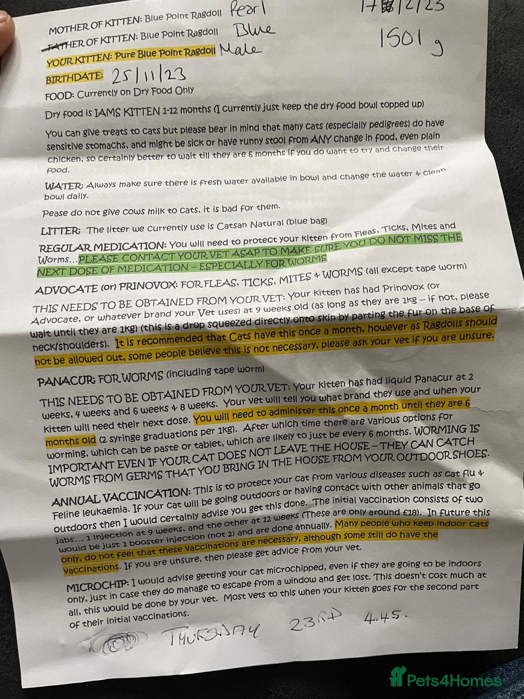 Ragdoll cats for sale: Male ragdoll 2 years old - Advert 13