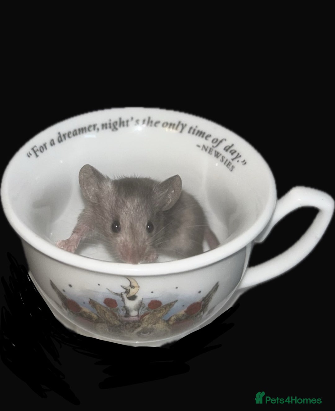 Mouse rodents for sale: Fancy mice 3 boys available  - Image 6