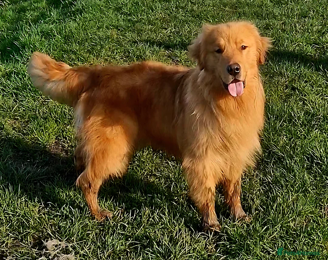 Golden Retriever dogs for sale: FOX 1 OF A KIND IN THE UK. - Advert 2