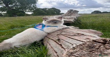 Ragdoll cats 🐾 5 Beautiful Ragdoll Kittens - Parents GCCF 🐾 - Advert 14