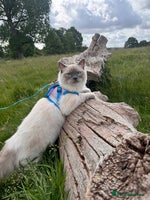 Ragdoll cats 🐾 5 Beautiful Ragdoll Kittens - Parents GCCF 🐾 - Advert 3