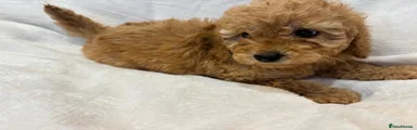 Miniature Poodle 2